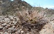 Vista previa de Gymnocalycium hossei