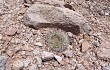 Vista previa de Gymnocalycium hossei