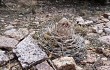 Preview photo Gymnocalycium hossei