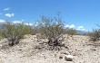 Vista previa de Gymnocalycium kieslingii