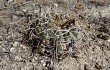 Preview photo Gymnocalycium kieslingii