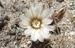 Anteprima di Gymnocalycium kieslingii