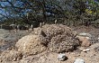 Vista previa de Gymnocalycium kieslingii