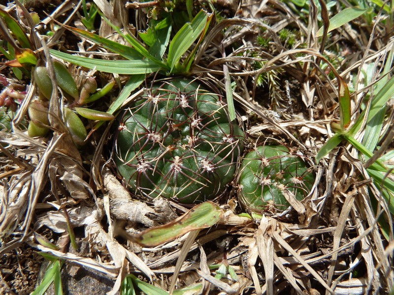 Photograph Gymnocalycium mesopotamicum in habitat