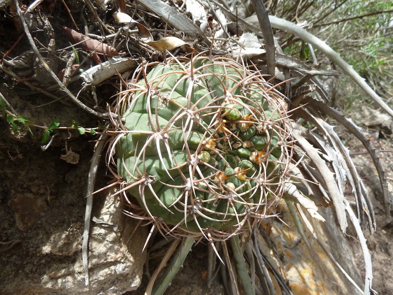 Photograph Gymnocalycium oenanthemum in habitat