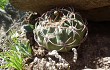 Vista previa de Gymnocalycium oenanthemum