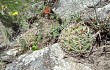 Vista previa de Gymnocalycium oenanthemum