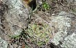 Anteprima di Gymnocalycium oenanthemum