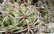 Preview photo Gymnocalycium oenanthemum