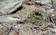 Vista previa de Gymnocalycium oenanthemum