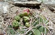 Vista previa de Gymnocalycium oenanthemum