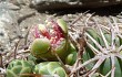 Vista previa de Gymnocalycium oenanthemum