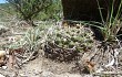 Vista previa de Gymnocalycium oenanthemum