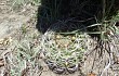 Preview photo Gymnocalycium oenanthemum