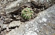 Vista previa de Gymnocalycium oenanthemum