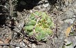 Anteprima di Gymnocalycium oenanthemum