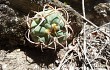 Vista previa de Gymnocalycium oenanthemum