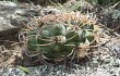 Preview photo Gymnocalycium oenanthemum