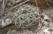 Preview photo Gymnocalycium oenanthemum