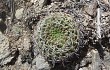 Preview photo Gymnocalycium oenanthemum