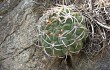 Preview photo Gymnocalycium oenanthemum