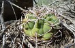 Anteprima di Gymnocalycium oenanthemum