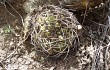 Preview photo Gymnocalycium oenanthemum