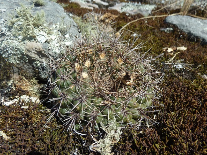 Fotografia di Gymnocalycium reductum in habitat
