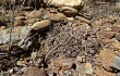 Preview photo Gymnocalycium ritterianum