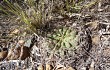 Anteprima di Gymnocalycium ritterianum