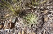 Vista previa de Gymnocalycium ritterianum