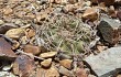 Preview photo Gymnocalycium ritterianum