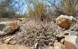 Anteprima di Gymnocalycium ritterianum