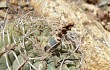 Preview photo Gymnocalycium ritterianum