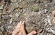 Preview photo Gymnocalycium ritterianum