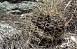 Anteprima di Gymnocalycium schroederianum