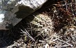 Anteprima di Gymnocalycium schroederianum