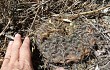 Anteprima di Gymnocalycium schroederianum