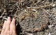 Anteprima di Gymnocalycium schroederianum