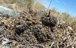 Vista previa de Gymnocalycium schroederianum