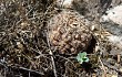 Preview photo Gymnocalycium schroederianum