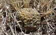 Anteprima di Gymnocalycium schroederianum