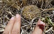 Preview photo Gymnocalycium schroederianum