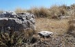 Anteprima di Gymnocalycium schroederianum