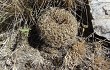 Anteprima di Gymnocalycium schroederianum