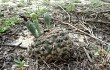 Preview photo Gymnocalycium schroederianum