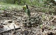 Anteprima di Gymnocalycium schroederianum