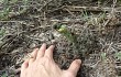 Anteprima di Gymnocalycium schroederianum