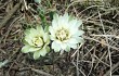 Anteprima di Gymnocalycium schroederianum