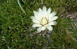 Preview photo Gymnocalycium schroederianum